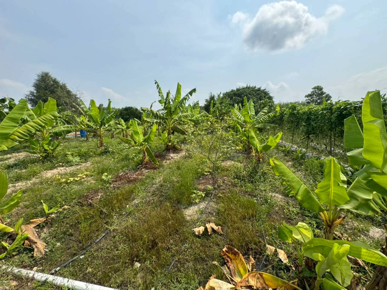 title - ส.ป.ก. ร่วมกับ TICA และ GIZ ลงพื้นที่โครงการนำร่องระบบสูบน้ำพลังงานแสงอาทิตย์เพื่อการเกษตรที่ยั่งยืนในเขตปฏิรูปที่ดิน ณ แปลงพื้นที่ คทช. จังหวัดชลบุรี